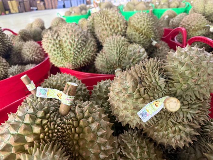 Quan sát kỹ phần cuống cũng là một mẹo chọn mua sầu riêng mà bạn nên áp dụng