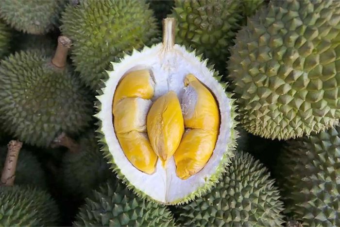 Sầu riêng chín tự nhiên thường có gai nở to, đầu gai hơi tù, khoảng cách giữa các gai khá rộng