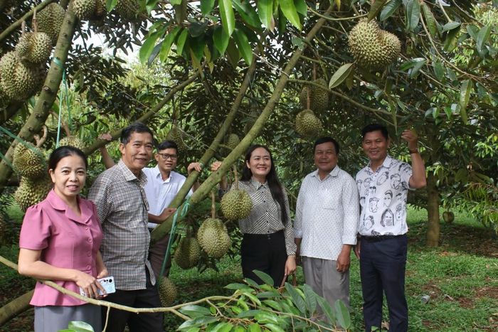 Cây sầu riêng tại Đắk Lắk được mệnh danh "cây tỷ đô" do mang lại hiệu quả kinh tế cao cho người dân địa phương này.