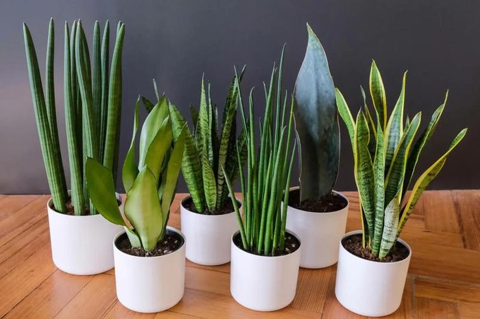 Nếu được chăm sóc đúng cách, cây lưỡi hổ sẽ phát triển rất nhanh. (Ảnh: GrowHub)