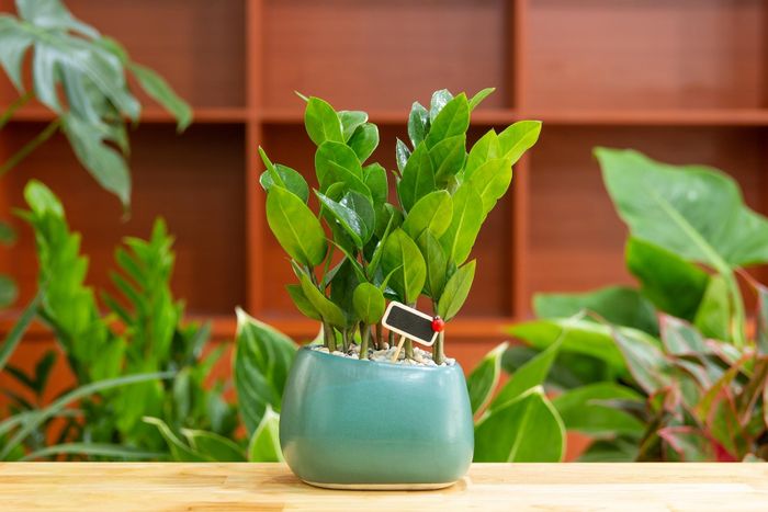 Cây kim tiền được bón bã trà sẽ phát triển tươi tốt. (Ảnh: FamerAlzamic)