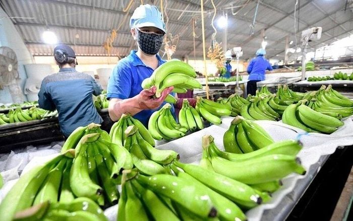 Chuối tươi là 1 trong 11 loại trái cây của Việt Nam được xuất khẩu chính ngạch sang Trung Quốc. Ảnh: Phan Hậu 