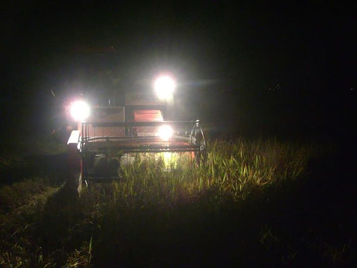 Tránh nắng nóng, bà con nông dân xã Đô Lương tranh thủ gặt vào ban đêm. Ảnh: D.H