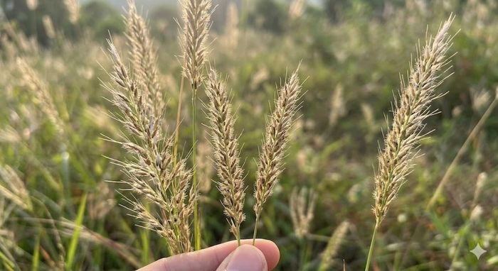 Cây cỏ may mọc khắp nơi là vị thuốc trong Đông y.