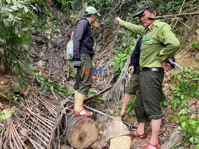  Ông Ngô Viết Huy – Phó Hạt trưởng Hạt Kiểm lâm Gio Linh cùng cán bộ kiểm tra thực tế tại hiện trường.