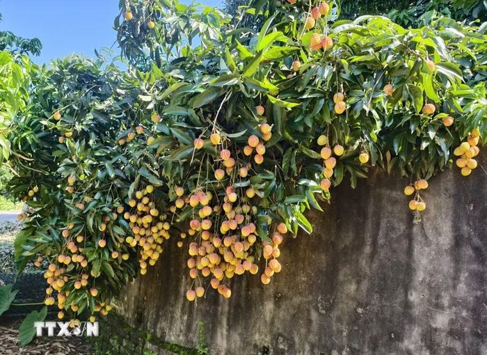 Quả của cây vải tổ có vị ngọt thanh, mát, hương vị của vải thiều cổ truyền. (Ảnh: Thanh Thương/TTXVN)