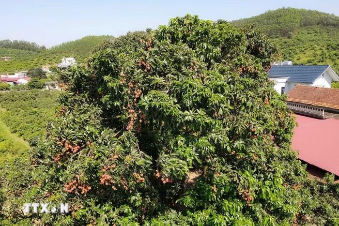 Cây vải tổ tại Bắc Ninh có tuổi đời hơn 100 năm tuổi, là giống cây đầu dòng của vùng vải sớm Phúc Hòa, biểu tượng văn hóa, ký ức và niềm tự hào của nhiều thế hệ người dân nơi đây. (Ảnh: Thanh Thương/TTXVN)