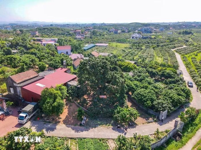 Cây vải tổ tại Bắc Ninh có tuổi đời hơn 100 năm tuổi, là biểu tượng văn hóa, ký ức và niềm tự hào của nhiều thế hệ người dân nơi đây. (Ảnh: Thanh Thương/TTXVN)