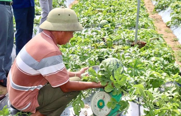Theo người dân, thời tiết năm nay nắng nhiều, mưa ít thích hợp để dưa hấu phát triển ổn định cho năng suất cao, ngọt, mọng nước, thơm và chín đều. Nhờ chăm sóc đảm bảo quy trình kỹ thuật, lứa dưa đầu mùa ở đây có trọng lượng bình quân mỗi quả từ 3 - 5kg, đặc biệt có nhiều quả nặng gần 7kg.