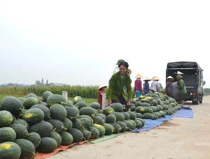 Mùa thu hoạch dưa hấu cũng trùng thời điểm vào hè, thời tiết nắng nóng, nhu cầu của thị trường tăng cao nên, dưa hấu đầu mùa đang được các thương lái thu mua từ 8.000 – 10.000 đồng/kg tùy loại, cao hơn 20% so với những năm trước.
