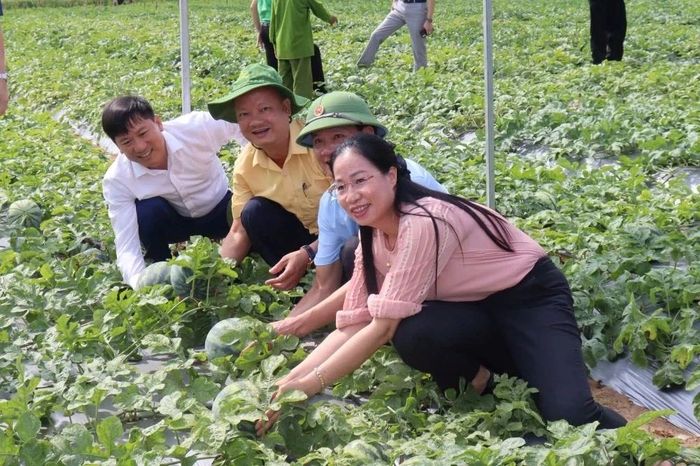 Hằng năm, người dân địa phương luôn duy trì các vùng chuyên canh cây dưa hấu tại các thôn Nga Trung 4, Long Khang, Yên Ninh... Theo thống kê, 5 tháng đầu năm 2026, toàn xã phát triển được 24ha dưa hấu với những giống chủ yếu, như: Nông Việt 18, Thiên Vũ, Hắc Mĩ nhân..