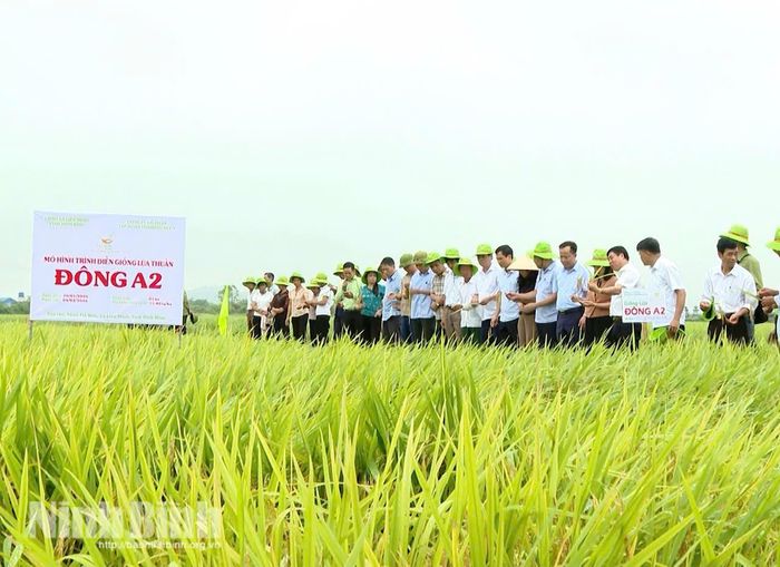 Các đại biểu tham quan mô hình trình diễn các giống lúa mới tại xã Liên Minh.