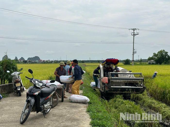 Không khí thu hoạch lúa hối hả của nông dân phường Yên Thắng.