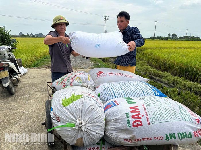 Nông dân phường Yên Thắng thu hoạch lúa.
