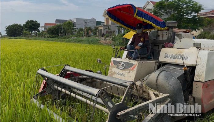 Thu hoạch lúa bằng máy gặt đập liên hợp.