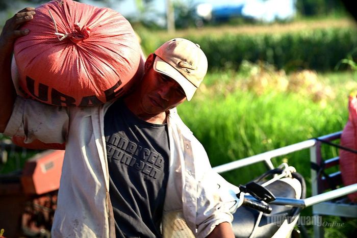Chuyển lên xe kéo vận chuyển về nhà.