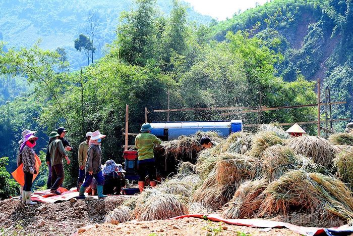 Nhiều người hỗ trợ nhau tuốt lúa.