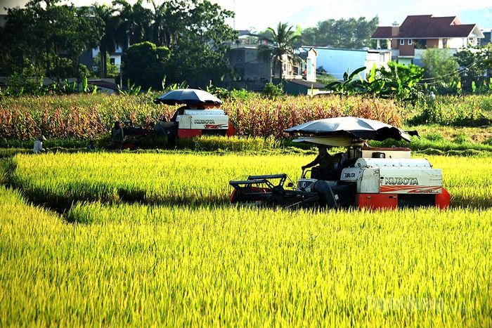 Trên những cánh đồng mùa gặt, bà con thu hoạch từ sớm hoặc chiều muộn.