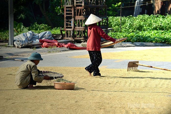 Phơi lúa.
