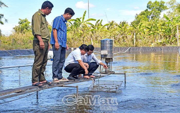 Người dân tích cực lao động, sản xuất, góp phần xây dựng quê hương. (Trong ảnh: Mô hình nuôi tôm siêu thâm canh của anh Trương Hoàng Vũ, Khóm 9, mang lại hiệu quả kinh tế cao).