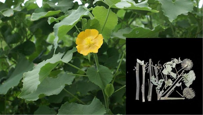 Cây cối xay kết hợp với lá hẹ hãm nước uống giúp trị ho, cảm mạo phong nhiệt.