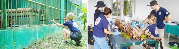 Hằng năm, trung tâm mời các chuyên gia nước ngoài đến kiểm tra sức khỏe. Ảnh: VQG