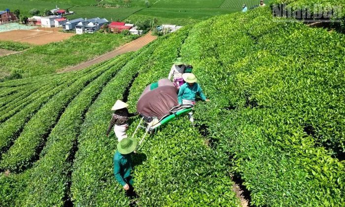 Theo phản ánh của nhiều người dân, hiện tại do thu nhập từ cây chè quá thấp, nên các hộ phải đổi công thu hoạch chè để giảm chi phí thuê nhân công.