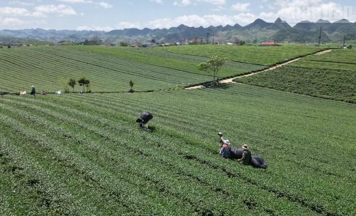 Các hộ dân phản ánh nhiều tài sản trên đất nông nghiệp do Vinatea Mộc Châu đang thuê hiện nay là của người dân, Vinatea Mộc Châu chỉ là đối tượng thuê đất và là đối tác liên doanh, liên kết với người dân.