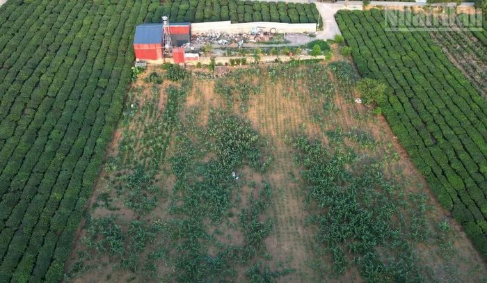 Ngôi nhà lợp tôn rộng 78m² của gia đình bà Đoàn Thị Mến, vợ liệt sĩ, tại Tổ dân phố Chè Đen 2, phường Thảo Nguyên.