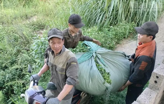 Nhiều người dân khi trao đổi với phóng viên đều nói giá thu mua chè của Vinatea Mộc Châu thấp so với giá thị trường, trong khi chè của gia đình tự trồng, nên họ vẫn phải bán ra ngoài để có thêm thu nhập.