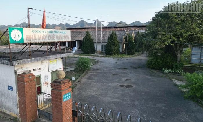 Nhà máy chè Vân Sơn, một trong nhiều khu đất, tài sản của Vinatea Mộc Châu đang để hoang trong nhiều năm qua.