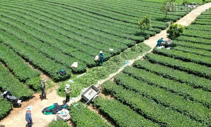 Theo phản ánh của những người dân tại phường Vân Sơn, tỉnh Sơn La, nhiều diện tích chè hiện nay là do chính người dân tự khai hoang đất và trồng.