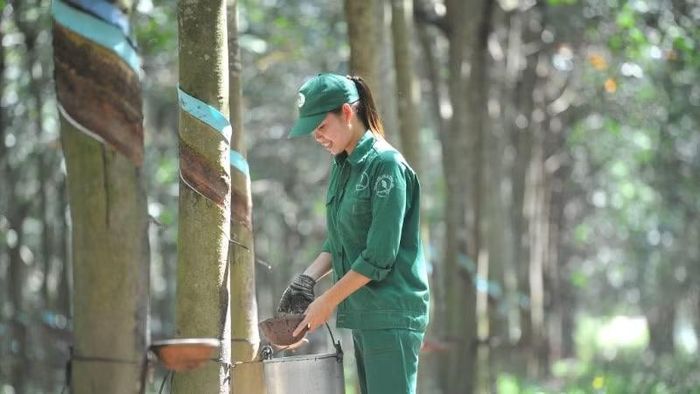 Công nhân khai thác mủ cao-su tại Công ty cổ phần Cao-su Phước Hòa.