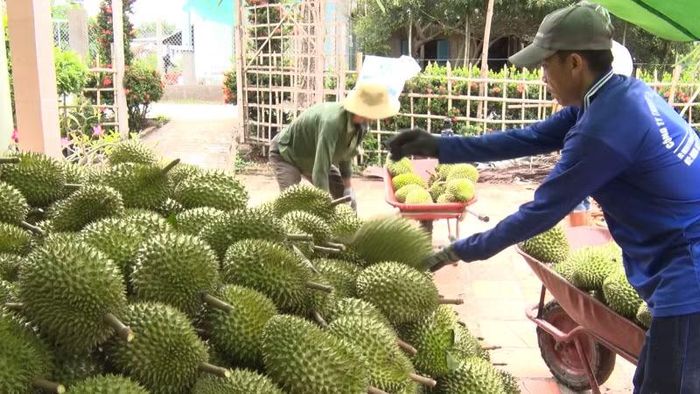 Nông dân xã Phong Điền, Cần Thơ thu hoạch sầu riêng bán cho thương lái.
