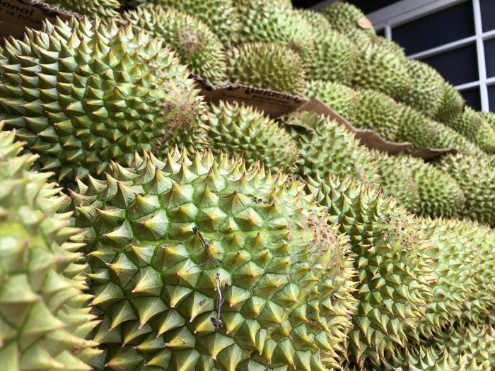  So với tuần trước, giá sầu riêng tăng 10.000 – 15.000 đồng/kg 