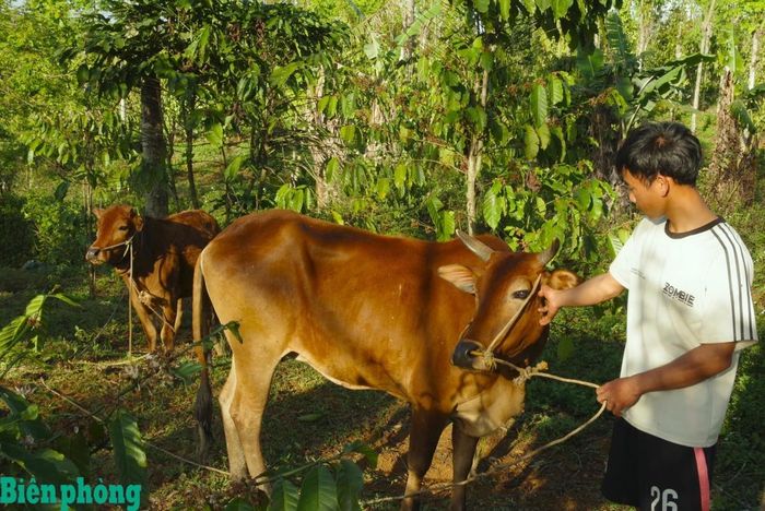 Từ 1 con bò giống, đến nay, ngoài số bò bán để trang trải cuộc sống, gia đình Điểu Quyến đã có "của để giành" là 4 con bò đang phát triển tốt. Ảnh: Lê Khoa