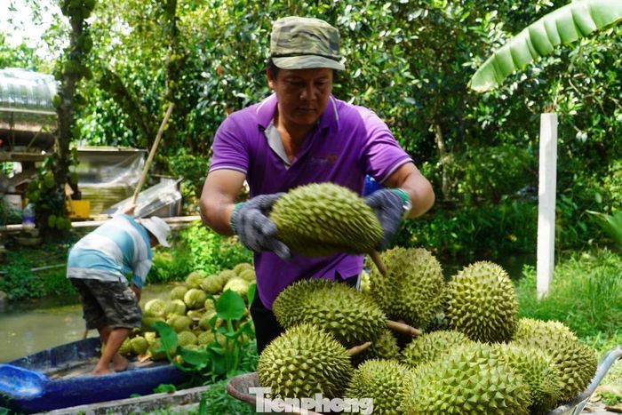 Cần Thơ hiện có hơn 14.480 ha trồng sầu riêng.