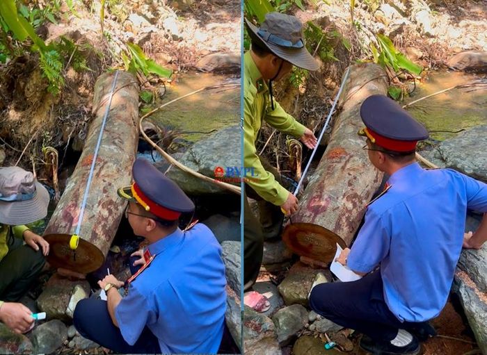  Kiểm sát viên cùng Kiểm lâm viên đo đếm khối lượng gỗ bị chặt hạ.