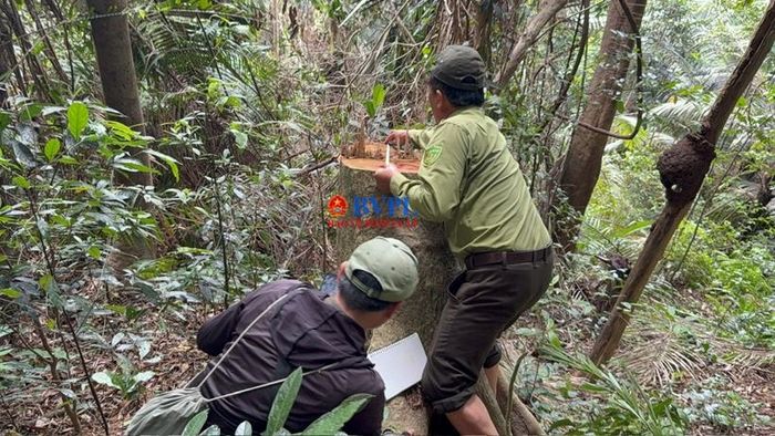  Kiểm lâm vào cuộc kiểm tra, đo đếm diện tích rừng, khối lượng gỗ bị chặt hạ.