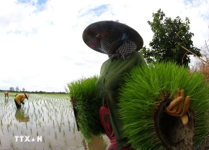 Hầu hết cánh đồng miền Tây đã gieo sạ, chỉ còn vài mảnh ruộng còn cấy lúa. (Ảnh: Duy Khương/TTXVN)