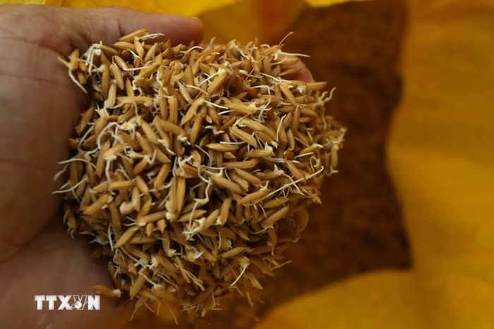 Những hạt lúa giống nẩy mầm chuẩn bị được đưa đi gieo sạ. (Ảnh: Duy Khương/TTXVN)