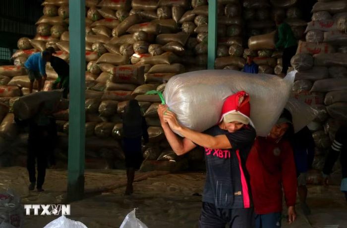 Nếu không bán lúa tươi, nông dân có điều kiện sản xuất lớn sẽ trữ lúa trong các kho chứa chờ có giá mới xuất bán. (Ảnh: Duy Khương/TTXVN)