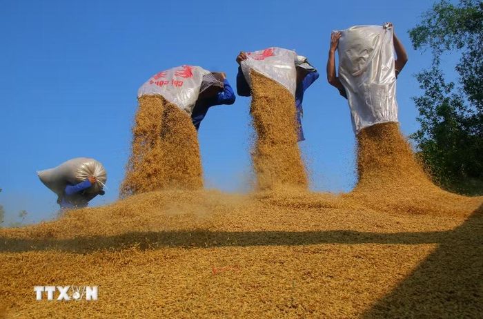 Hạt lúa thành phẩm xuất bán. (Ảnh: Duy Khương/TTXVN)