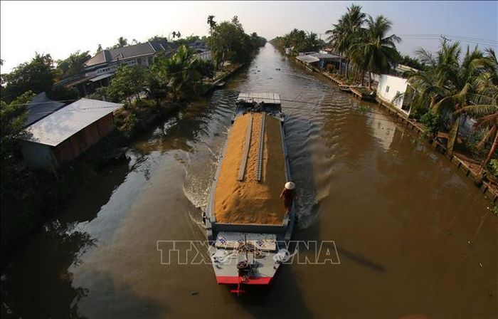 Đa phần lúa thu hoạch sẽ được bán tươi tại ruộng và thương lái sẽ vận chuyển bằng ghe thuyền.
