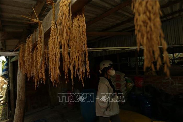 Những bông lúa giống mẫu được cất giữ kỹ càng trong nhà người nông dân Cần Thơ.