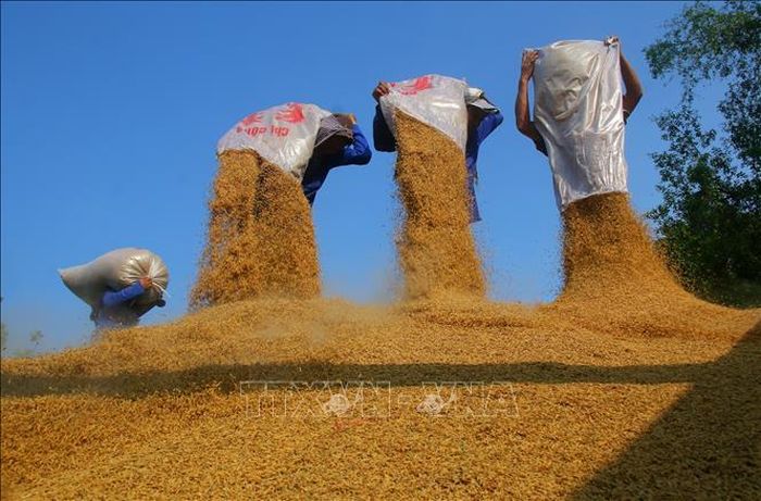 Hạt lúa thành phẩm xuất bán.