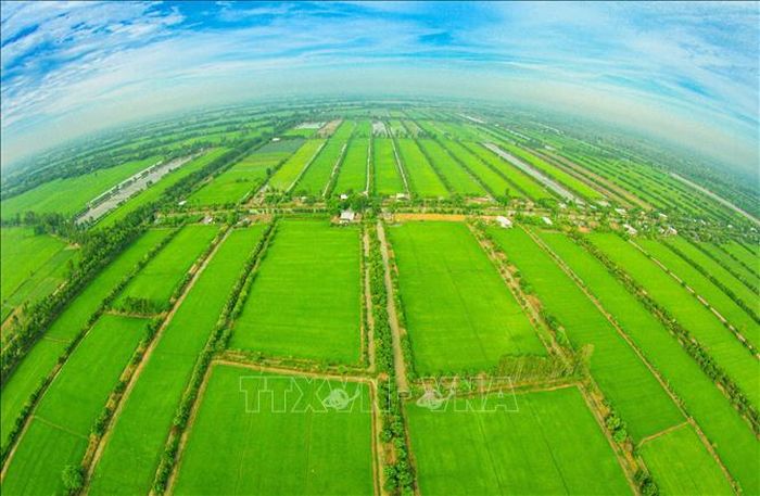 Cánh đồng lúa bát ngát ở thành phố Cần Thơ