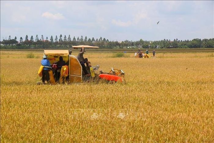 Khi bông lúa uốn mình trịu hạt, chuyển màu vàng óng cũng là lúc mùa màng bước vào kỳ thu hoạch .
