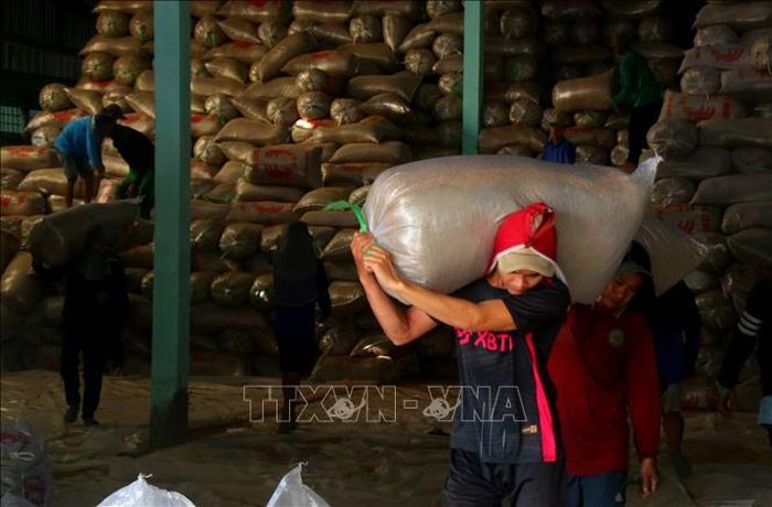 Nếu không bán lúa tươi, nông dân có điều kiện sản xuất lớn sẽ trữ lúa trong các kho chứa chờ có giá mới xuất bán.