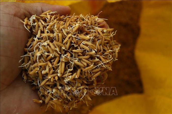 Những hạt lúa giống nẩy mầm chuẩn bị được đưa đi gieo sạ.